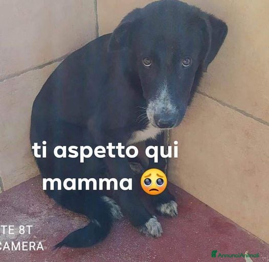 Meticcio cani THOR triste, impaurito aspetta una casa - Annuncio 4