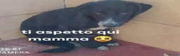 Meticcio cani in regalo: THOR triste, impaurito aspetta una casa - Annuncio 1