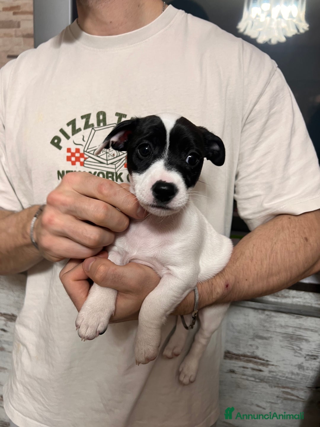 Jack Russell cani in vendita: Femmina Bianca e Nera, rarissima, unica - Annuncio 7