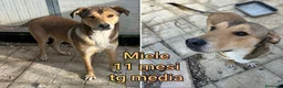 Meticcio cani in regalo: CUCCIOLI, URGENTE: TEMPO SCADUTO! a Provincia di Arezzo - Annuncio 8