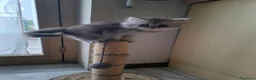 Persiano gatti in vendita: Cuccioli di gatto persiano  a Città metropolitana di Catania - Annuncio 3