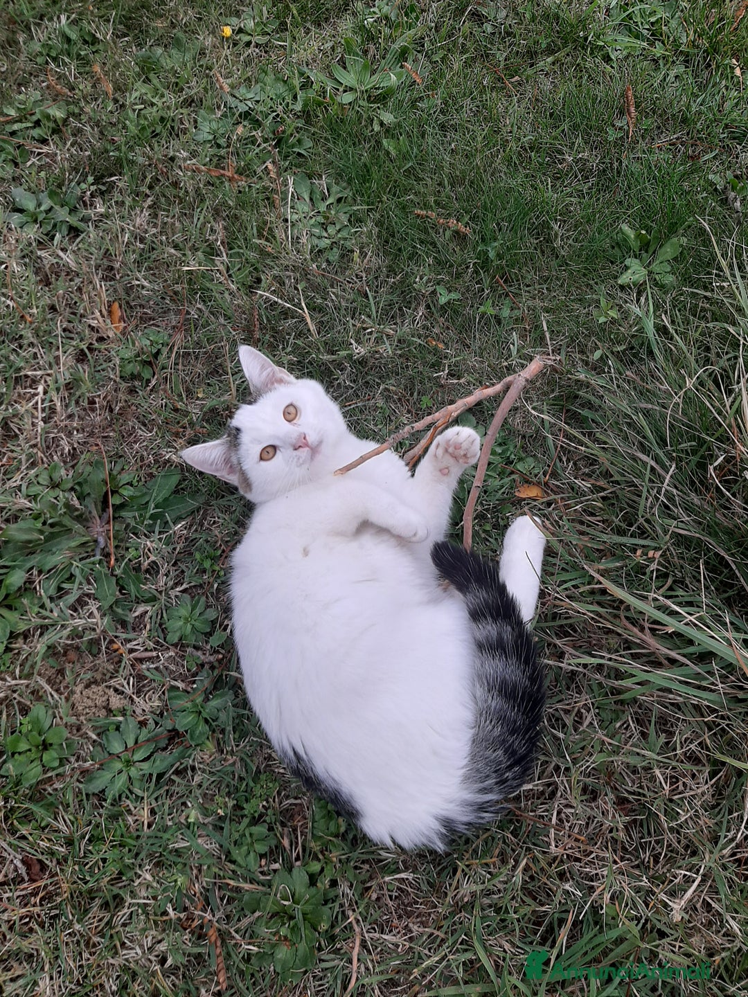 Altre razze gatti in regalo: Micetti cercano casa - Annuncio 2