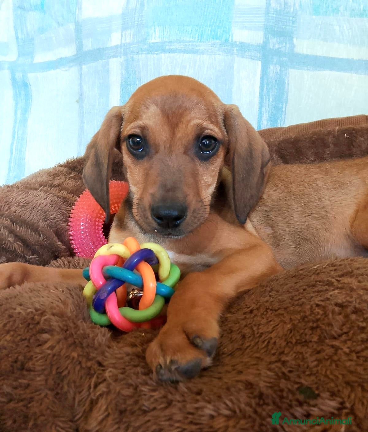 Meticcio cani Cuccioli 2 mesi taglia media - Annuncio 3