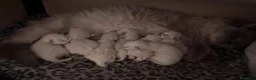 Ragdoll gatti in vendita: Ragdoll - Annuncio 2