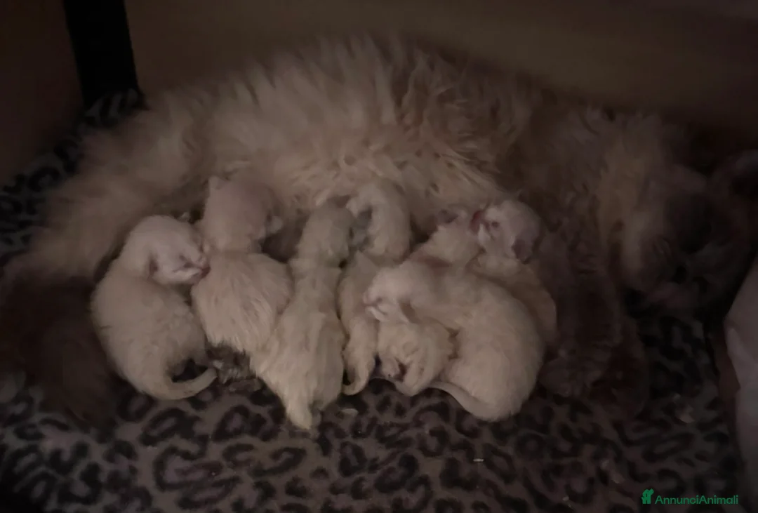 Ragdoll gatti in vendita: Ragdoll - Annuncio 2