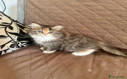 Persiano gatti in vendita: Gattine persiane normotipo  a Provincia di Reggio Emilia - Immagine 26