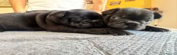 Bulldog Francese cani in vendita: bulldog francese bull dog animali - Annuncio 32
