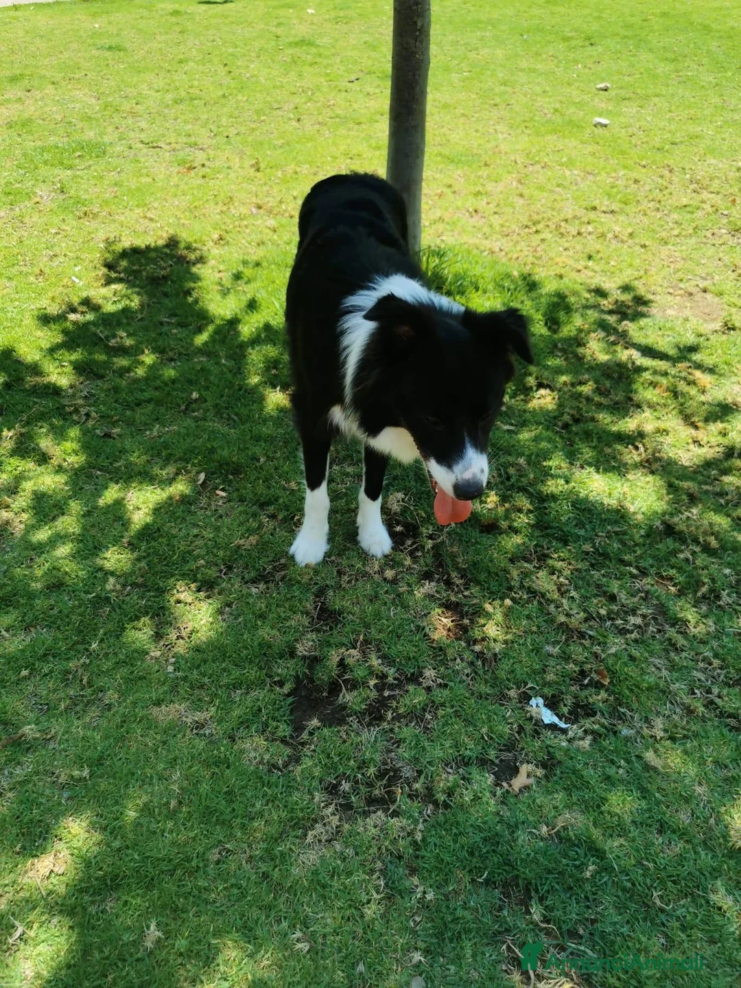Bearded Collie cani in regalo: Sky border collie ottimo carattere a Città Metropolitana di Bologna - Annuncio 2