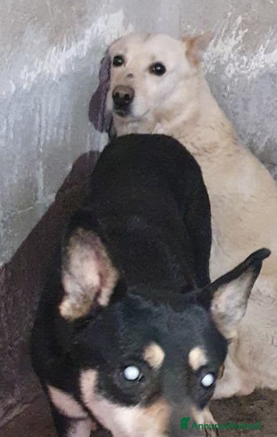 Meticcio cani Biondo in Canile - Annuncio 1