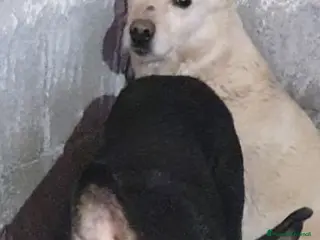 Meticcio cani Biondo in Canile - Annuncio 1