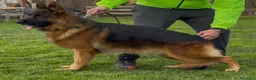 Pastore Tedesco cani in vendita: Super cuccioli alta genealogia - Annuncio 11