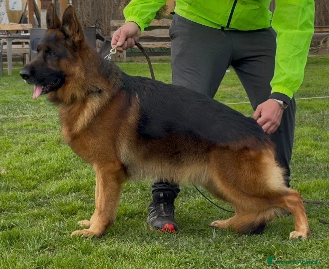 Pastore Tedesco cani in vendita: Super cuccioli alta genealogia - Annuncio 11