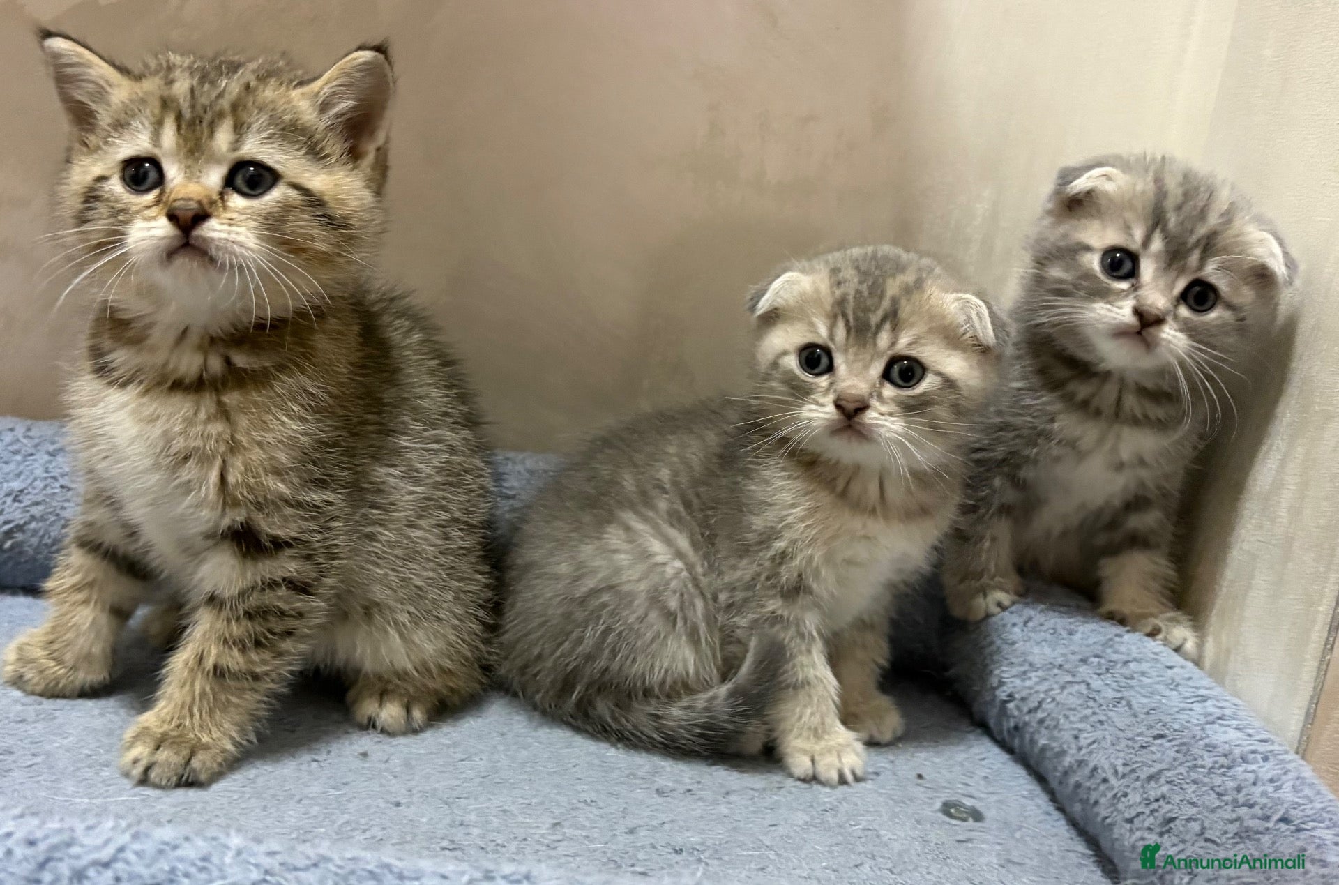 British gatti Scottish fold sthrait  - Annuncio 1