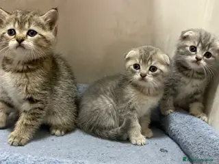 British gatti Scottish fold sthrait - Annuncio 1