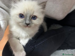 Sacro di Birmania gatti Splendida cucciola da riproduzione - Annuncio 2