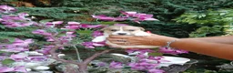 Jack Russell cani in vendita: Cuccioli di Jack russel terrier  - Annuncio 5