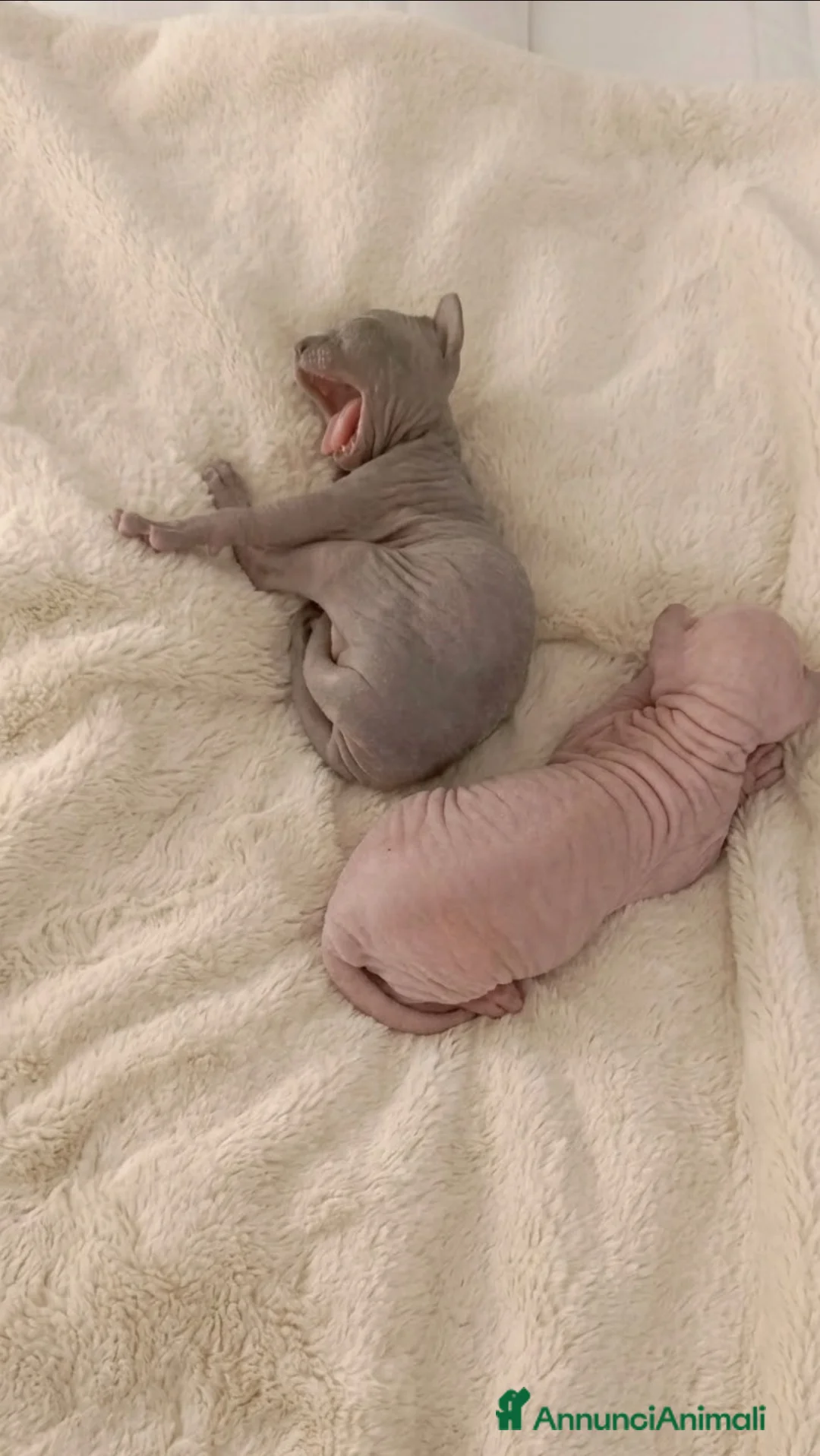Sphynx gatti in vendita: Cuccioli di Sphynx da ALLEVAMENTO  - Annuncio 2