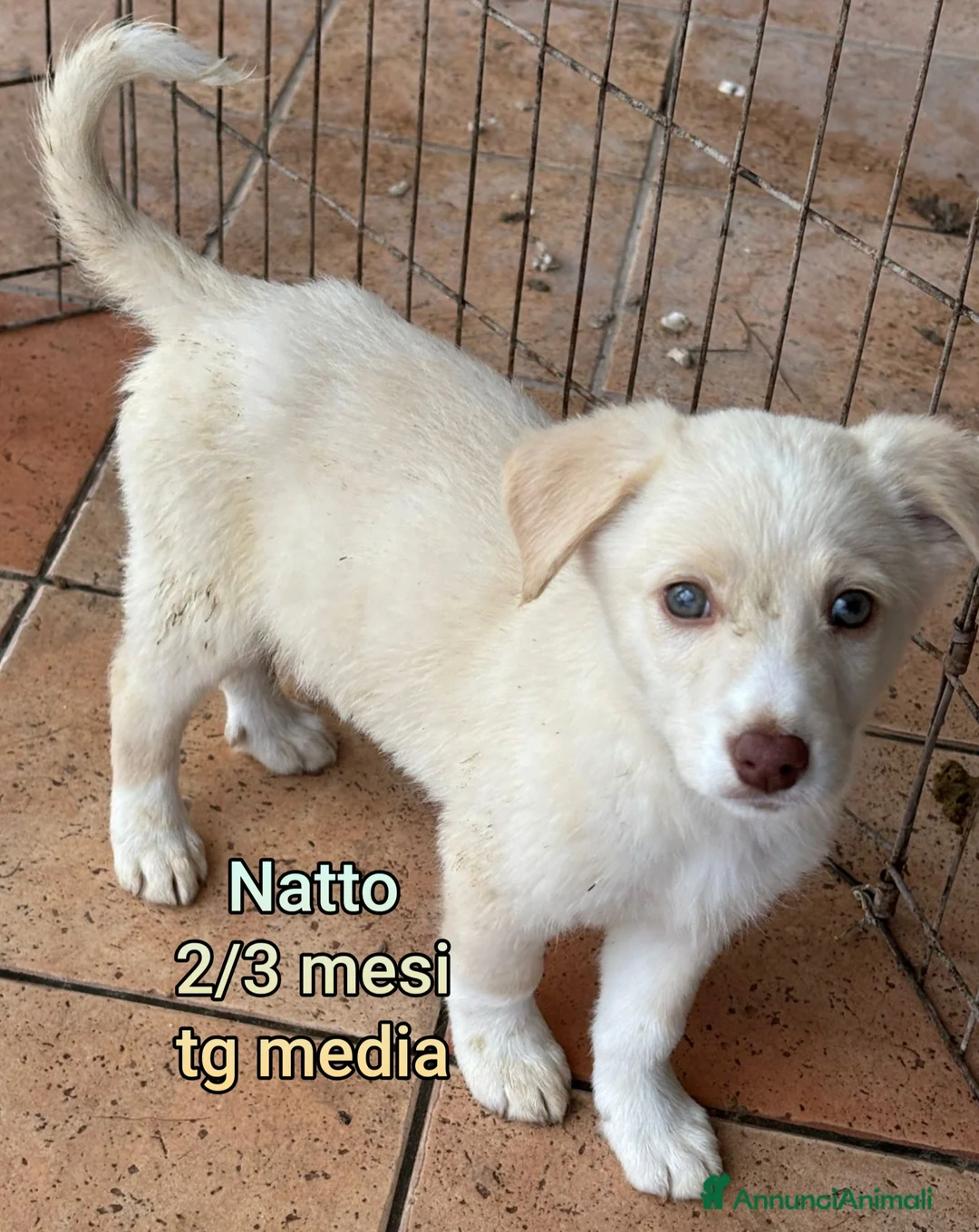 Meticcio cani in regalo: CUCCIOLI TENERISSIMI SENZA CASA - Annuncio 9