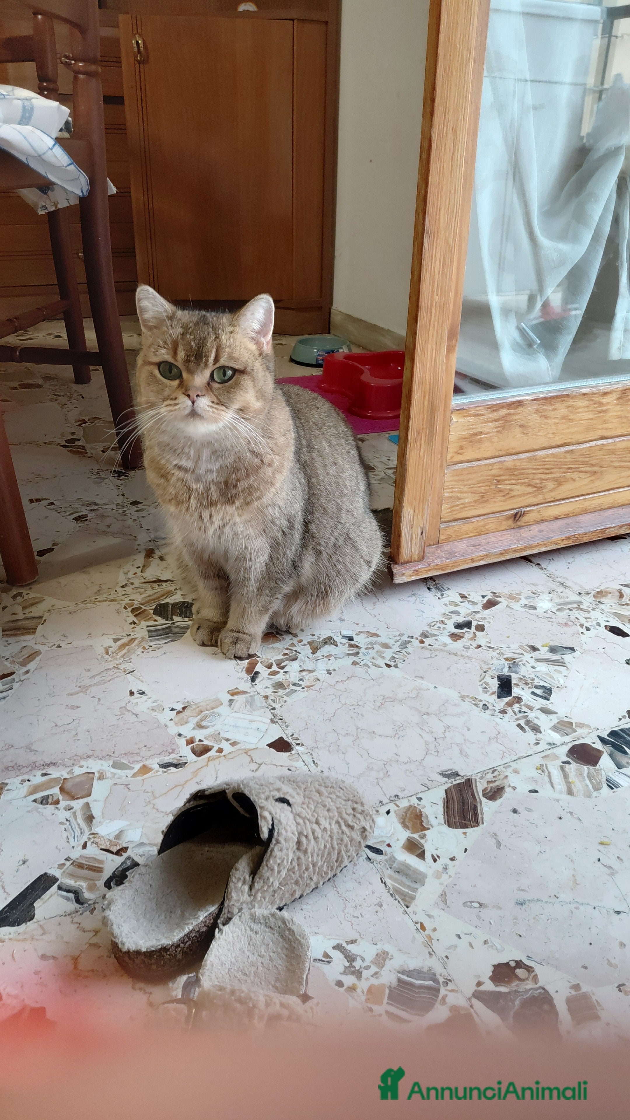 British gatti Brithish gold occhi verdi 10 mesi - Annuncio 2