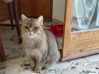 British gatti Brithish gold occhi verdi 10 mesi - Annuncio 2