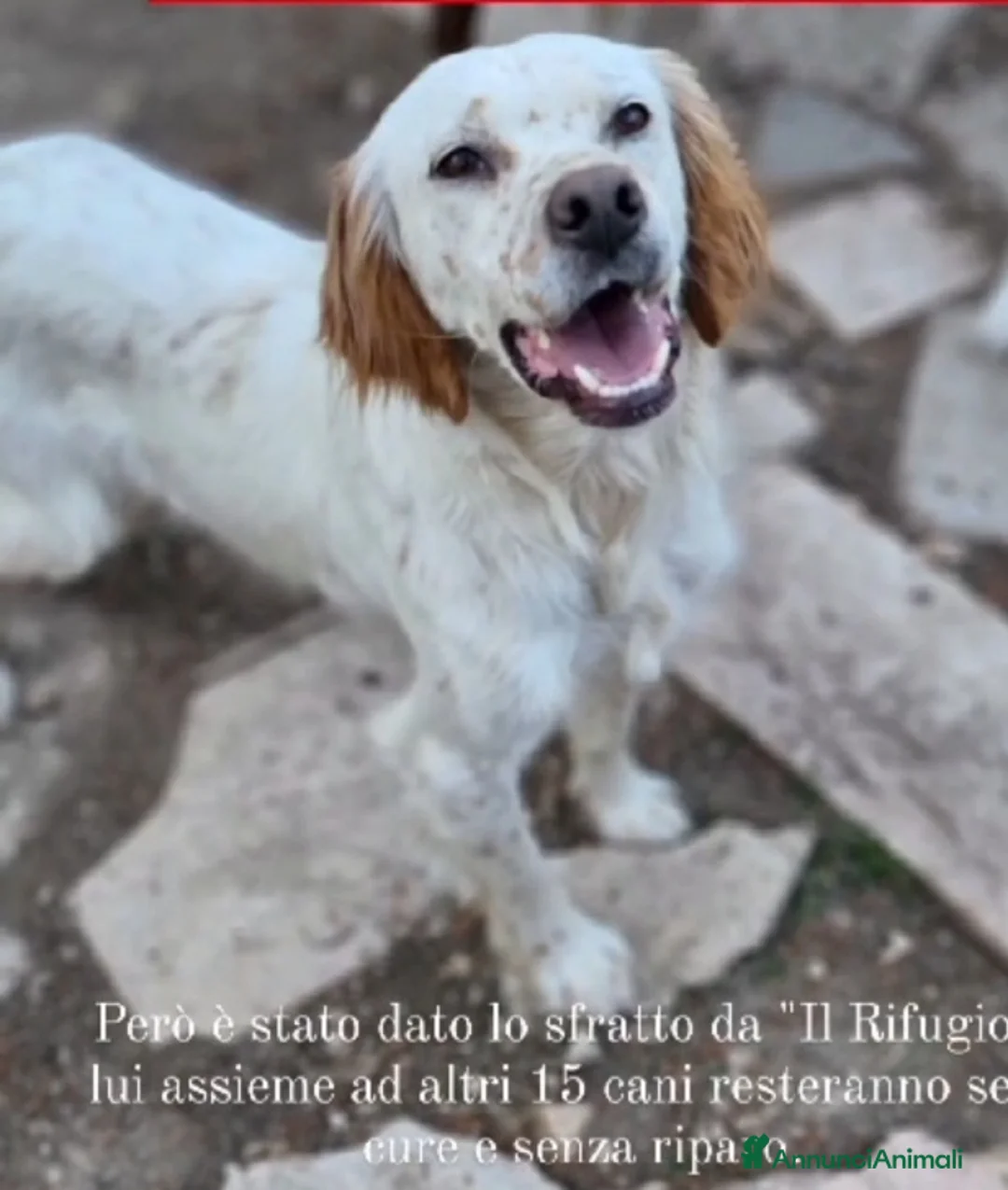 Setter Inglese cani in regalo: Setter quasi 3anni BELLO ED INVISIBILE! FOGGIA a Città metropolitana di Milano - Annuncio 5