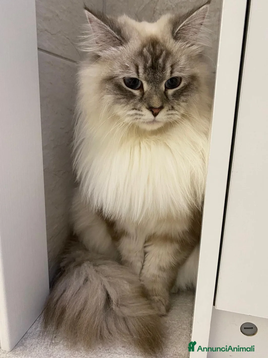 Siberiano gatti in vendita: Siberiani Neva Masquerade Ipoallergenici a Provincia di Rimini - Annuncio 1