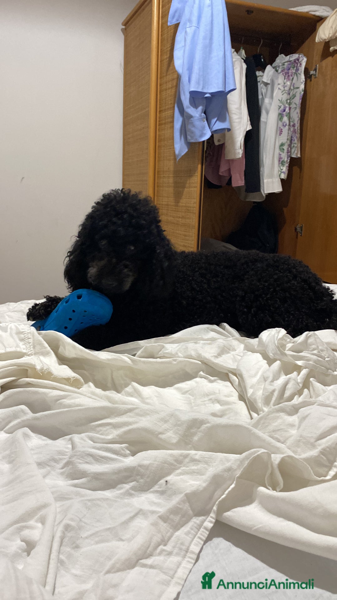 Barboncino cani in vendita: Cuccioli di barboncino  - Annuncio 2