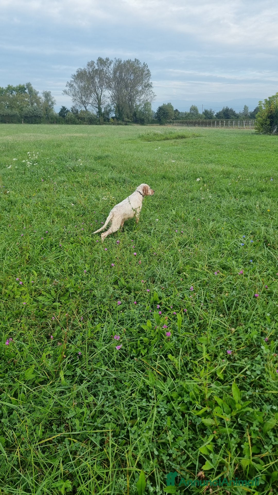 Setter Inglese cani in vendita: Cucciolo Sette Inglese - Annuncio 5