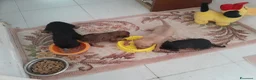 Meticcio cani in vendita: 4 cuccioletti  a Provincia di Pescara - Annuncio 3
