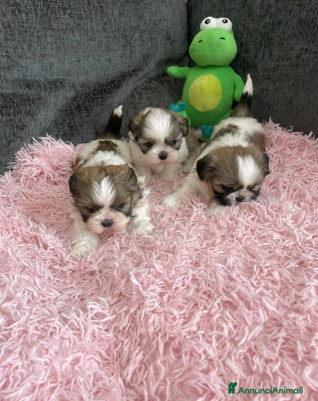 Shih Tzu cani in vendita: Cuccioli di Shih Tzu Imperiale a Città metropolitana di Milano - Annuncio 3