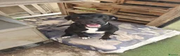 Meticcio cani in regalo: BENNY 💙 il cane che non ha smesso di aspettare a Provincia di Modena - Annuncio 4