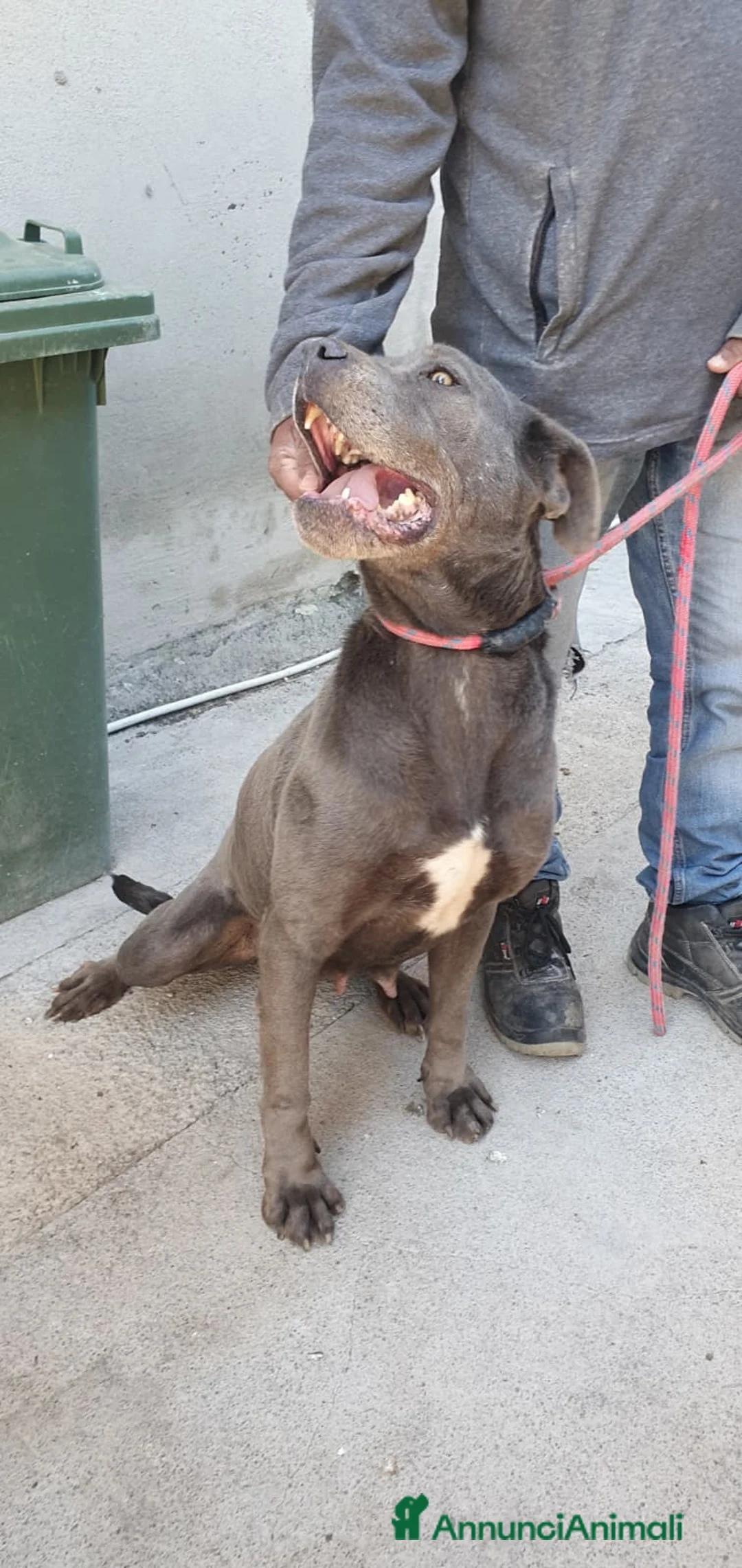 Cane Corso cani in regalo: Monica in Canile - Annuncio 2