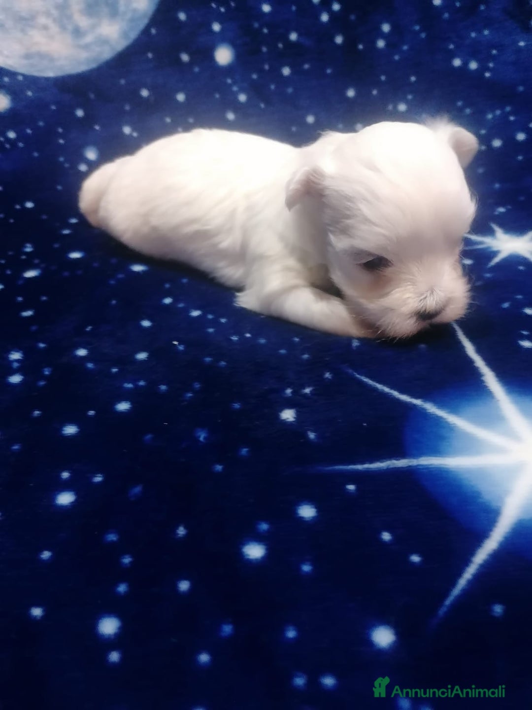 Maltese cani in vendita: Maltese cuccioli - Annuncio 16