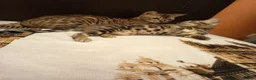 Bengala gatti in vendita: la meraviglia di Selected Breed 🥰 - Annuncio 4
