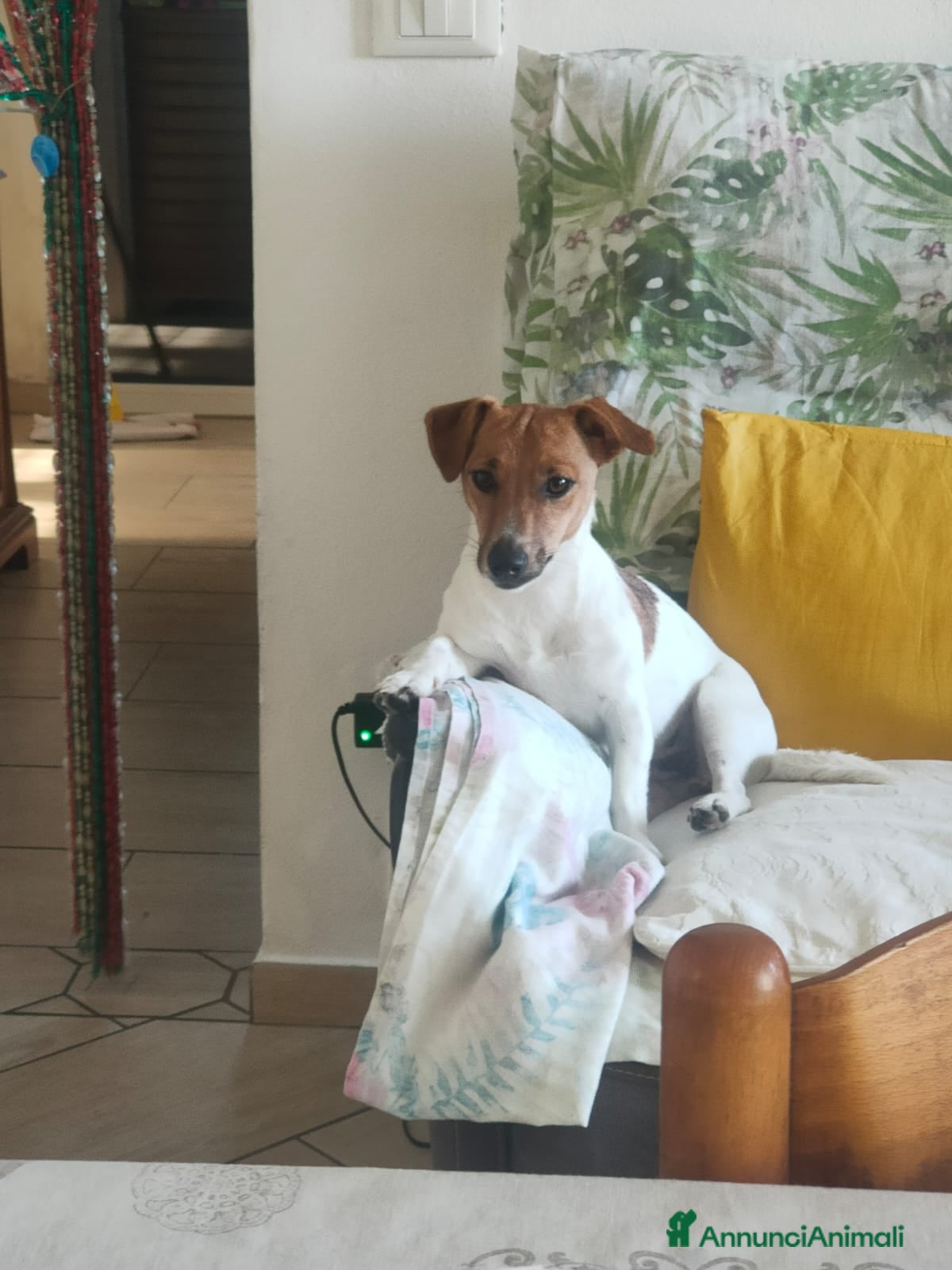 Jack Russell cani Disponibili Jack Russell  - Annuncio 3