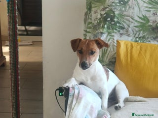 Jack Russell cani Disponibili Jack Russell - Annuncio 1