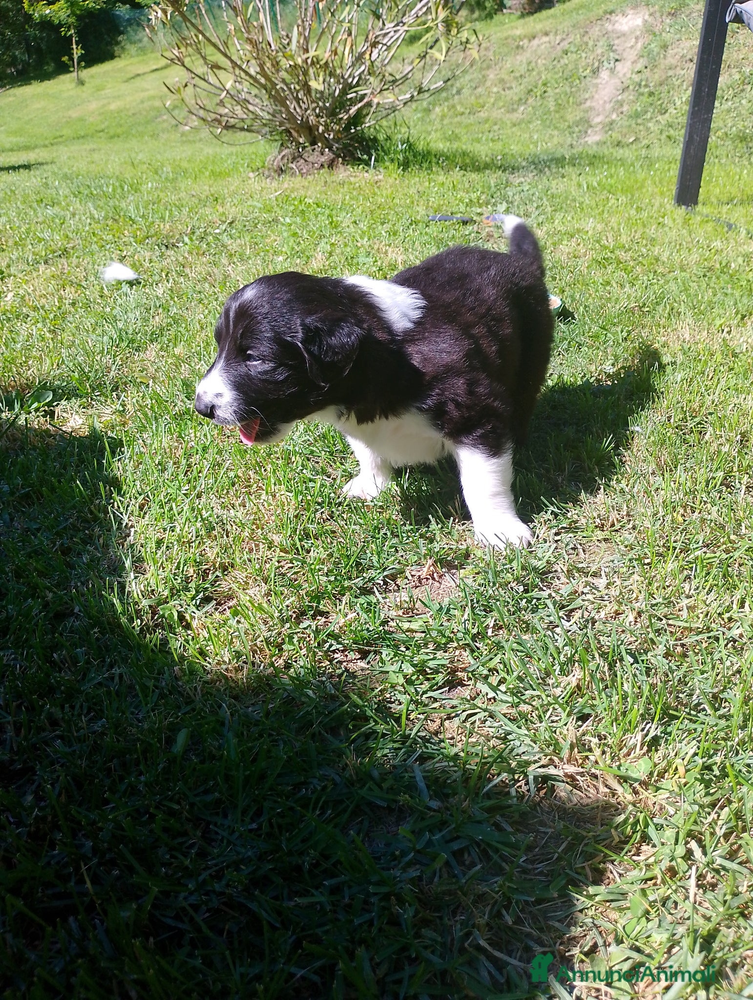 Meticcio cani in regalo: Regalo cuccioli  a Provincia di Alessandria - Annuncio 4