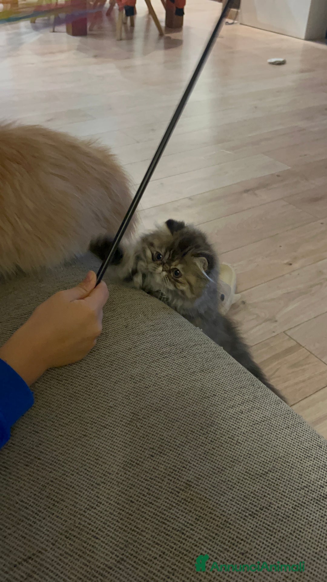 Persiano gatti in vendita: Gatto Persiano cucciolo - Annuncio 6