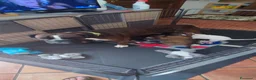Boxer cani in vendita: boxer disponibili - Annuncio 4
