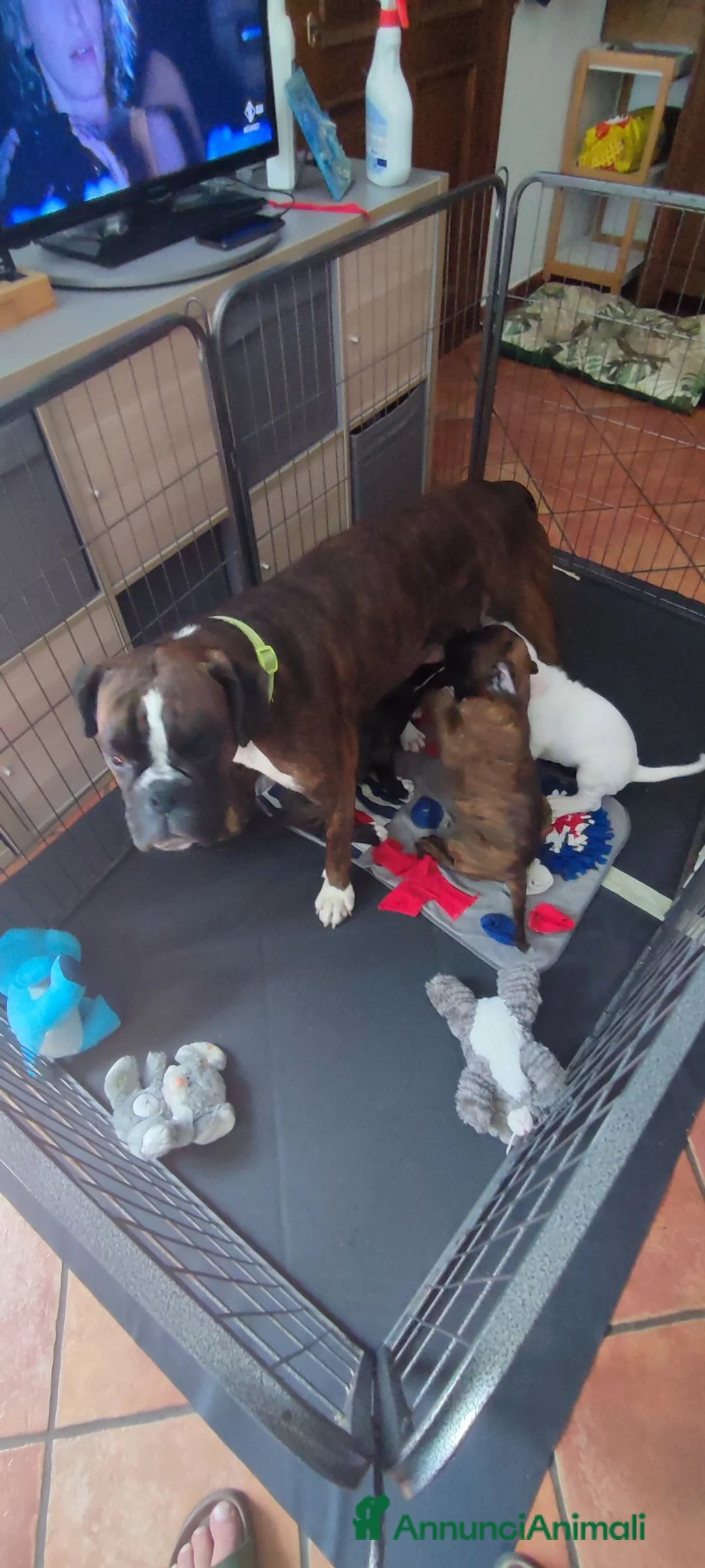 Boxer cani in vendita: boxer disponibili - Annuncio 4