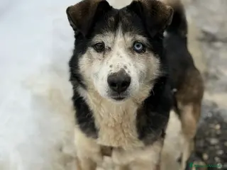 Meticcio cani ODINO, taglia piccola super coccolone! - Annuncio 39
