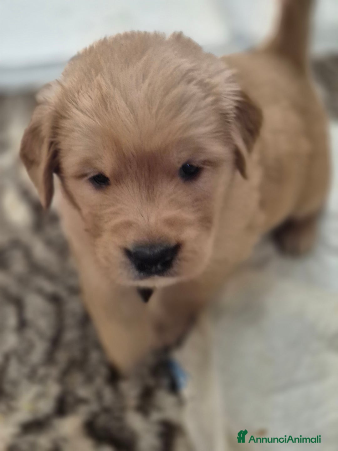 Golden Retriever cani in vendita: Cuccioli linea 100% americana  a Città metropolitana di Milano - Immagine 10