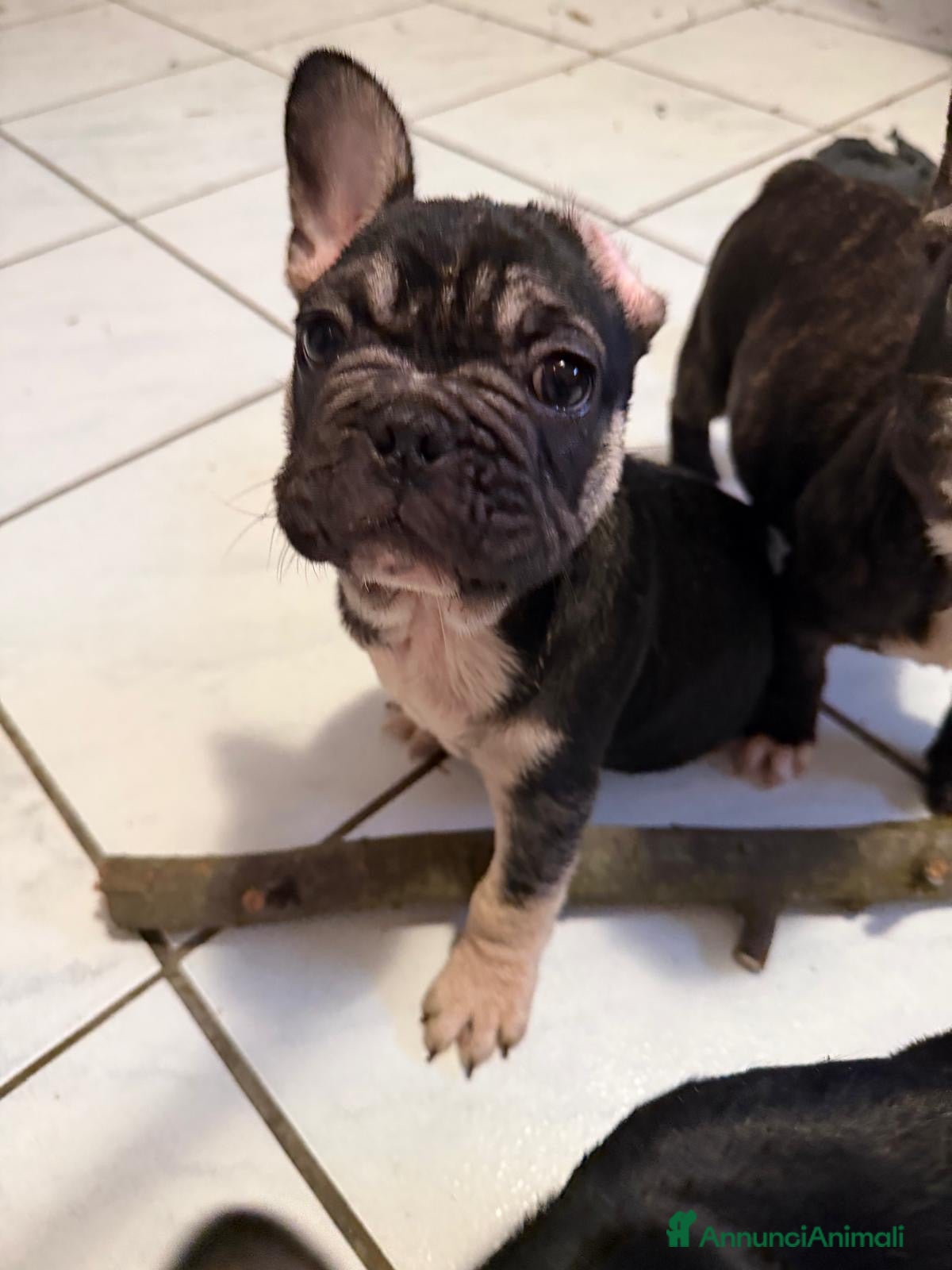 Bulldog Francese cani Bulldog francese  - Annuncio 9