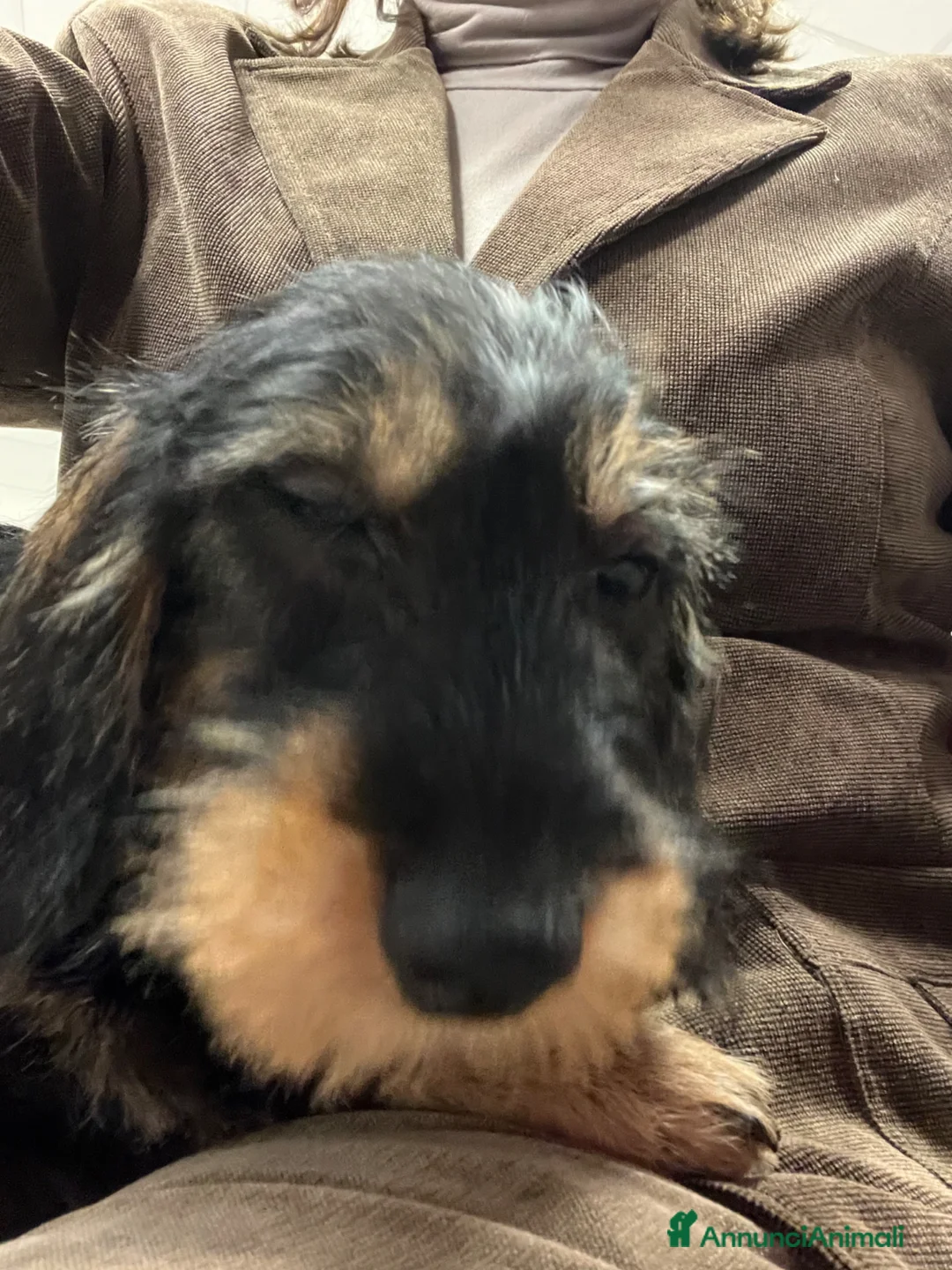 Bassotto cani in vendita: Bassotti a pelo duro taglia nana - Annuncio 2