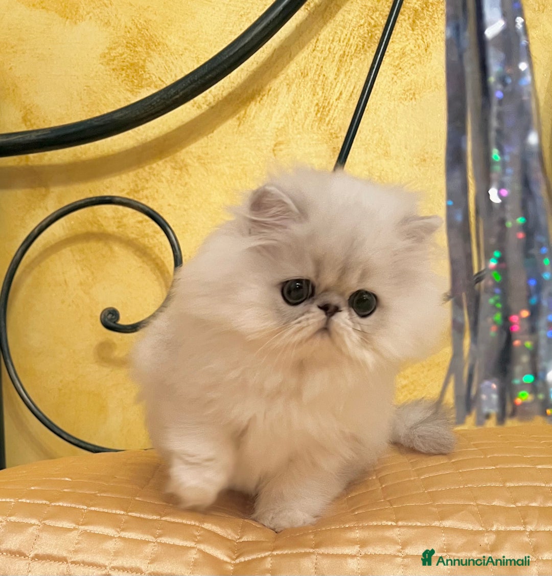 Persiano gatti in vendita: Infinity White dream Noah  - Annuncio 2