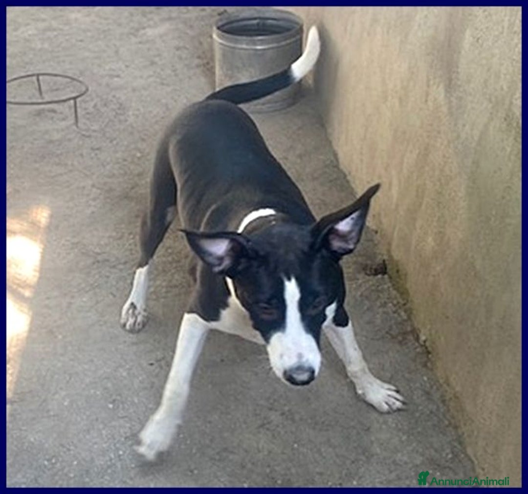 Meticcio cani in regalo: KLIZIA allegra e simpatica! - Annuncio 2