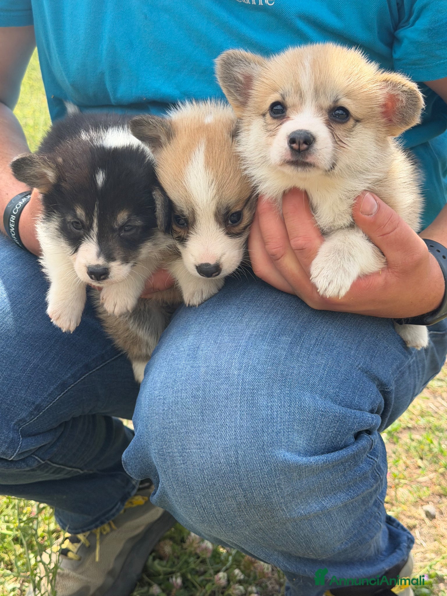 Corgi Pembroke cani Welsh Corgi Pembroke con Pedigree - Annuncio 1