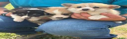 Corgi Pembroke cani in vendita: Welsh Corgi Pembroke con Pedigree - Annuncio 1