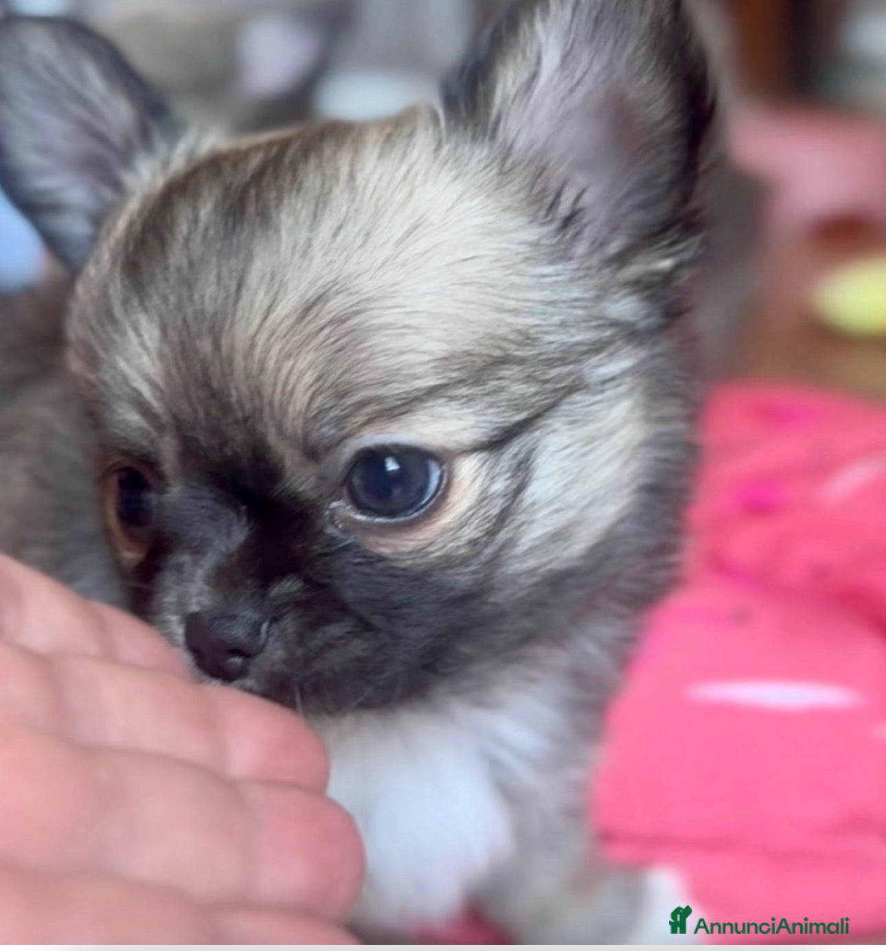 Chihuahua cani Cucciolo Chihuahua pelo lungo wolf sable - Annuncio 17