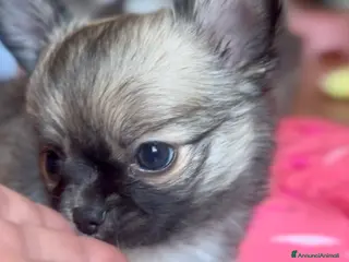 Chihuahua cani Cucciolo Chihuahua pelo lungo wolf sable - Annuncio 17